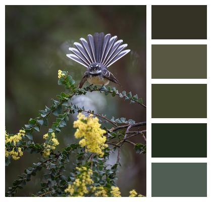 Bird Fantail Grey Fantail Image